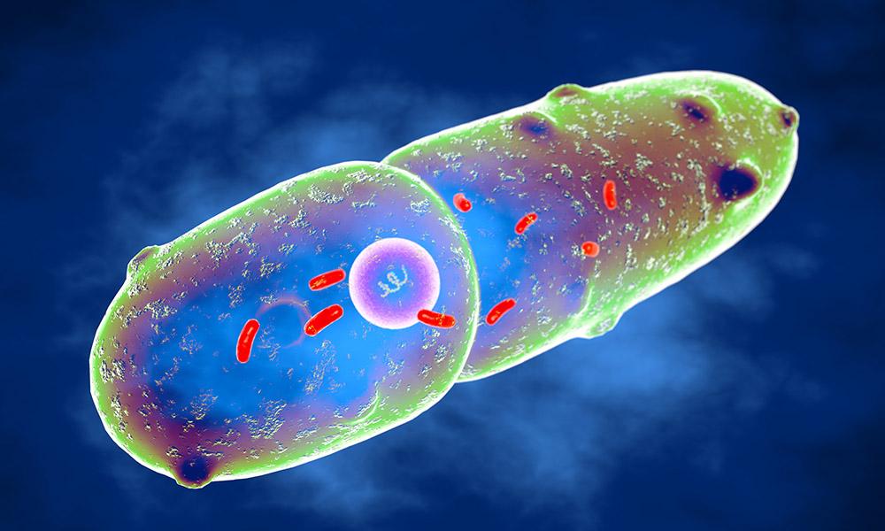 Illustration of Klebsiella pneumoniae bacteria.